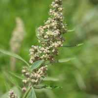 Chenopodiastrum murale (L.) S.Fuentes, Uotila & Borsch